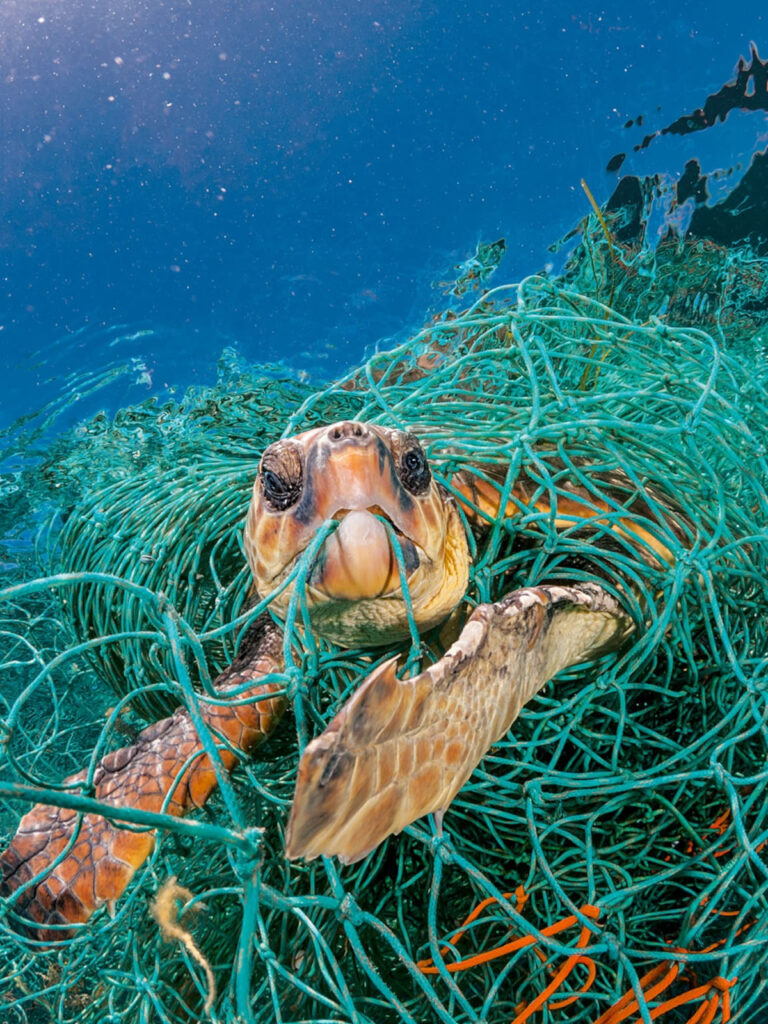 Penyu terperangkap pada sampah plastik jaring laut bekas