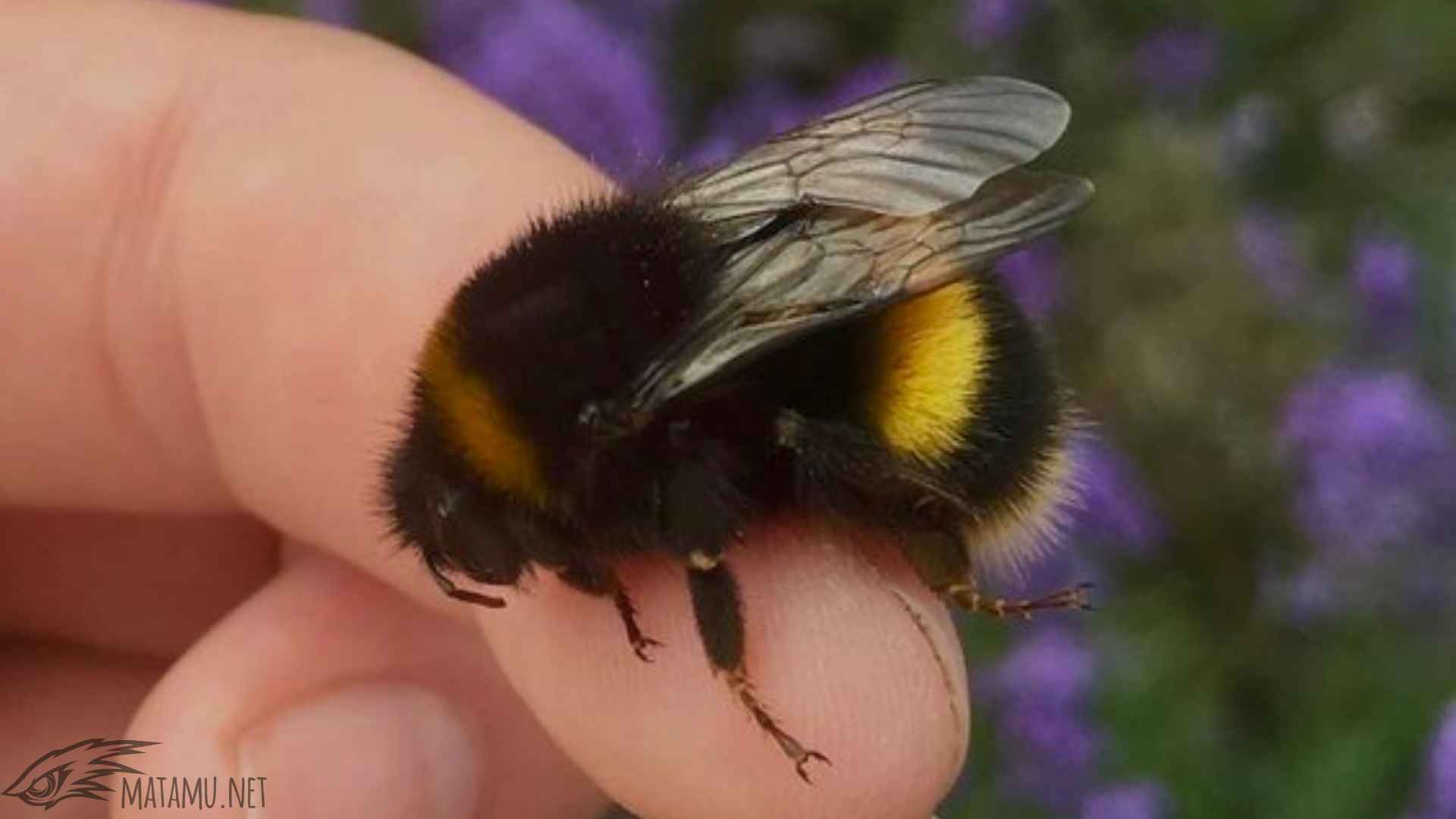 5 Tips Foto Menggunakan Lensa Makro - Matamu