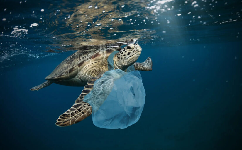 Penyu dan Plastik Pencemaran Lingkungan