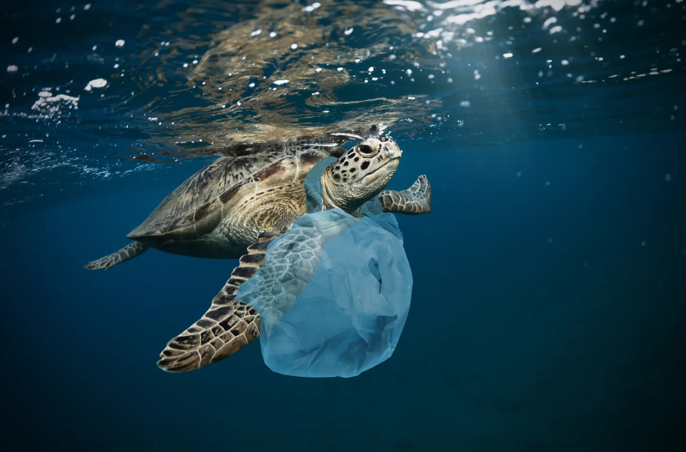 Penyu dan Plastik Pencemaran Lingkungan